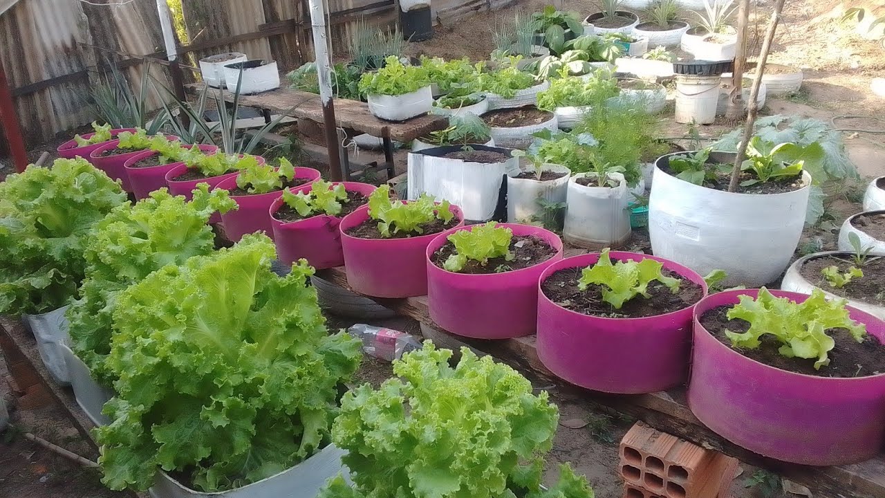 plantei alface no vaso