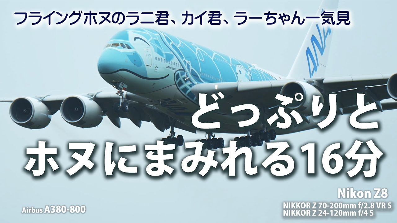 どっぷりとホヌにまみれる16分。フライングホヌのラニ君、カイ君、ラーちゃん一気見。