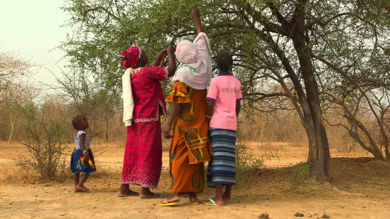 Green Treasure of the Sahel