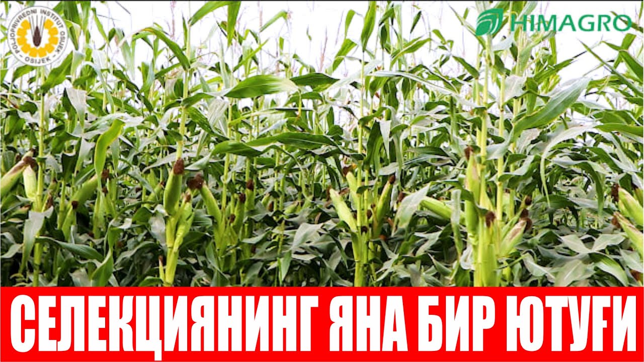 Бир майдонда такрорий экинга ДОН ва СИЛОС йўналишида экилган дурагайларимизни кўриб баҳо беринг!