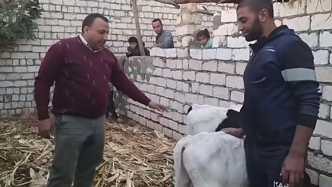 رعايه عجول هوليشتاين عمر يوم مع الشاب ايمن عبدالنبي
