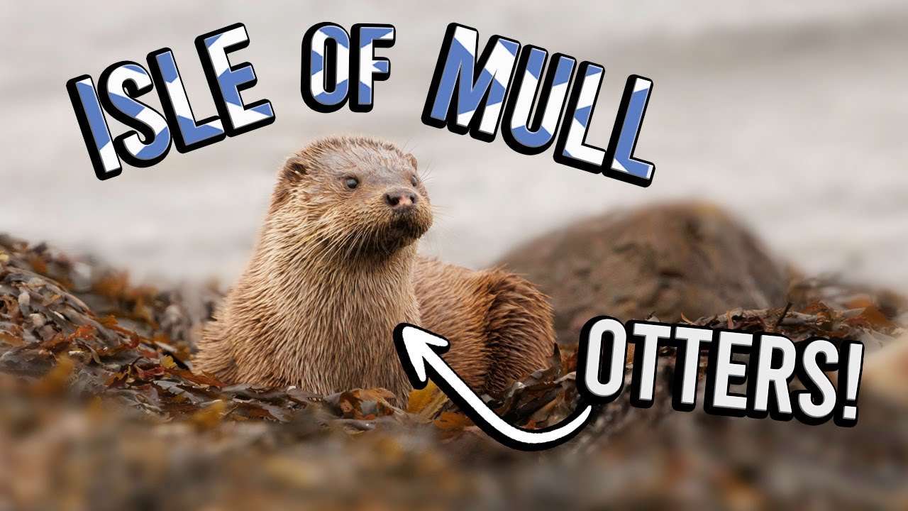 Searching for OTTERS on the ISLE OF MULL! Wildlife Photography in Scotland