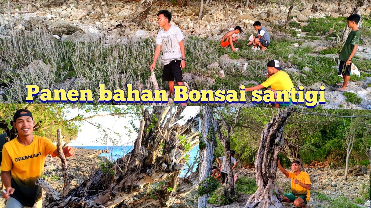 Review beberapa karakter bahan bonsai santigi di alam Part 2