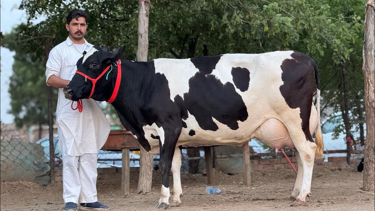 7 Star⭐️ Breed || King of Punjab 👑Gurwinder Dairy Farm