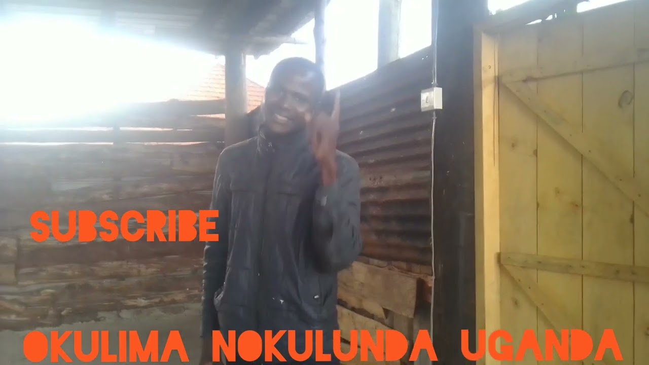 yiiga engeri eyo kuzimba mu ekiyumba kye nkoko
