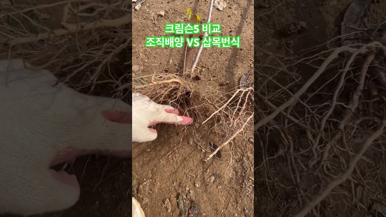 크림슨5 체리대목 삽목번식과 조직배양 비교