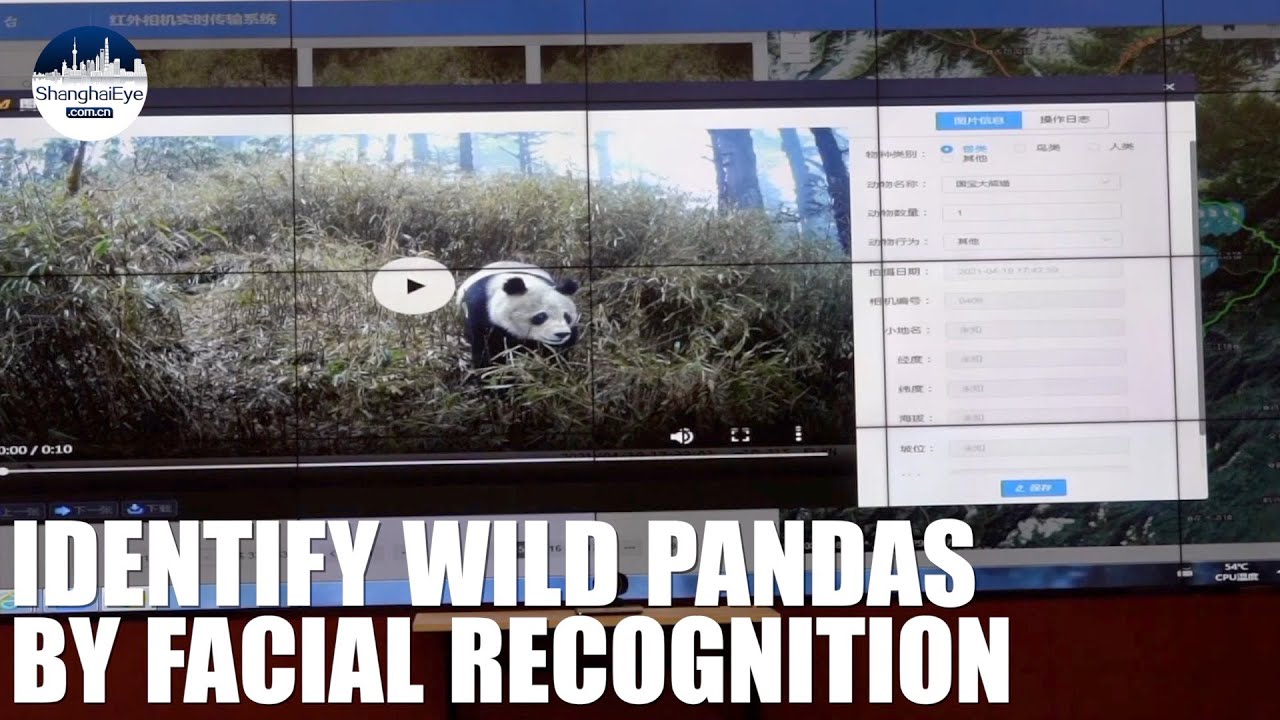🐼 Real-time facial recognition APP - This time for wild pandas!