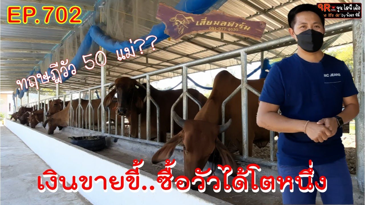 EP.702 ทฤษฎีวัว 50 แม่??เป็นยังไง จนทำให้มีเงินจากการขายขี้..ซื้อวัวได้เป็นโต เสี่ยมลฟาร์ม มีคำตอบ