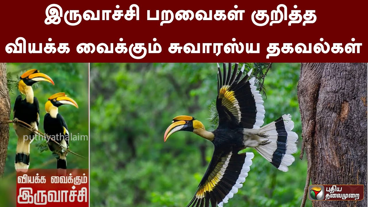 இருவாச்சி பறவைகள் குறித்த வியக்க வைக்கும் சுவாரஸ்ய தகவல்கள் | Hornbill | PTT