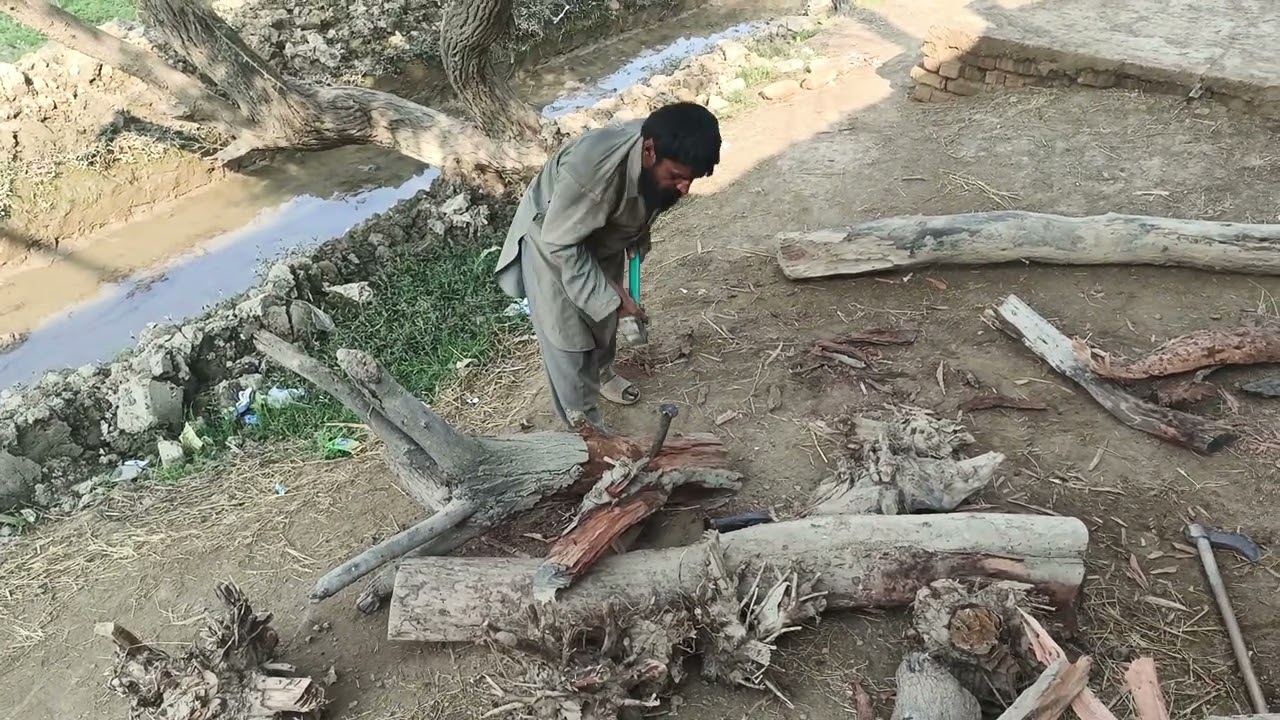 Destruction for dry wood in village 