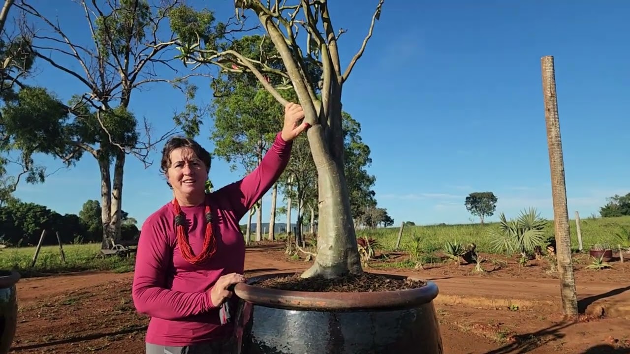 ROSA DO DESERTO ANACONDA! AGORA CRESCE!