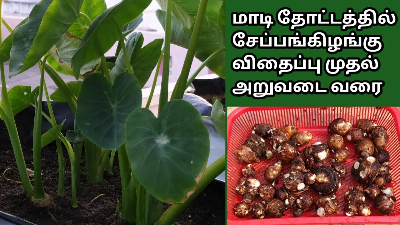சேப்பங்கிழங்கு விதைப்பு முதல் அறுவடை வரை@MaadithottamSachu