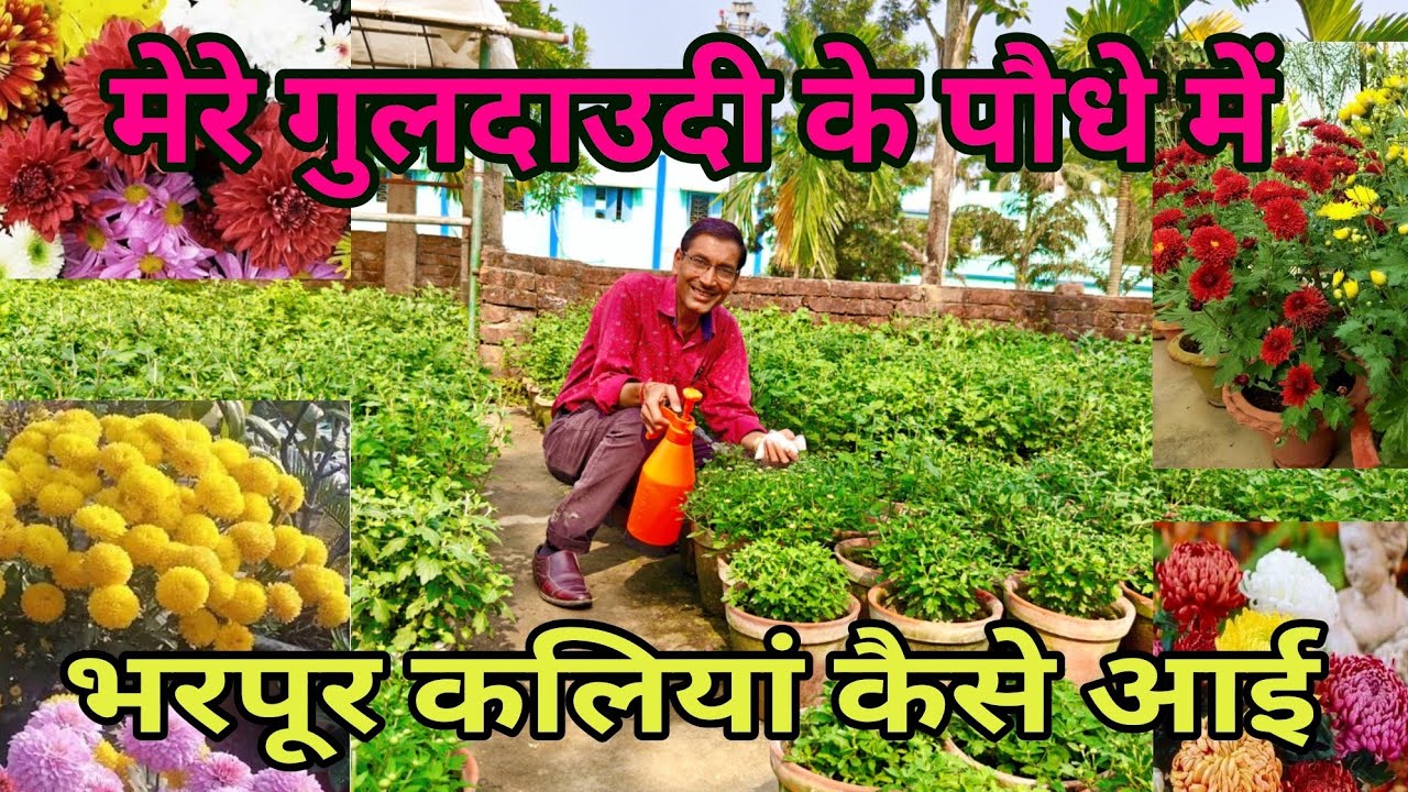 गुलदाउदी में भरपूर फूल पाने के लिए जरूर से करें ये काम। Chrysanthemum flowering tips