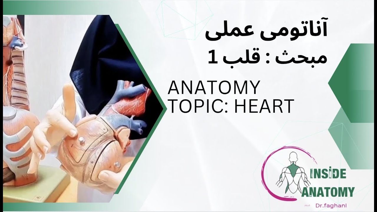 Anatomy of the Heart1