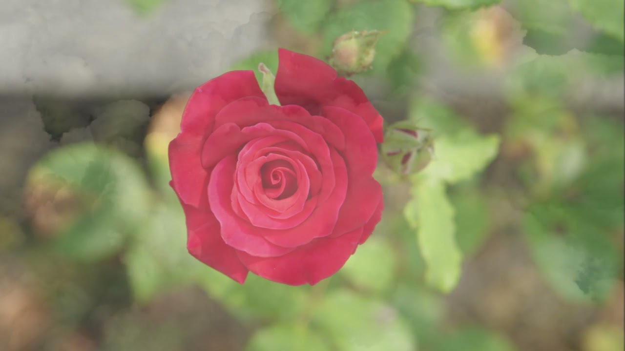 Auld Lang Syne(Old Long Past) - Alabama: with Lyrics(가사번역)|| (지난 오랜 세월) -  송년가