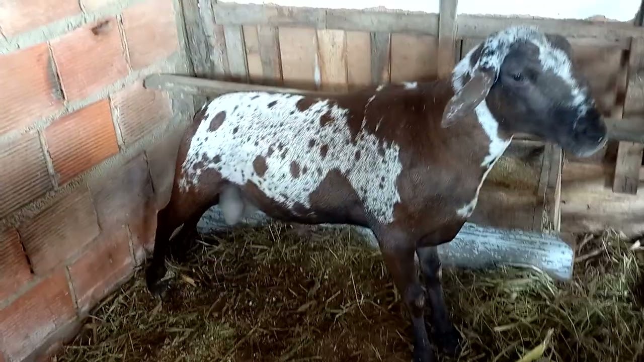 a importância de ter dois carneiro reprodutores 🐑🐑