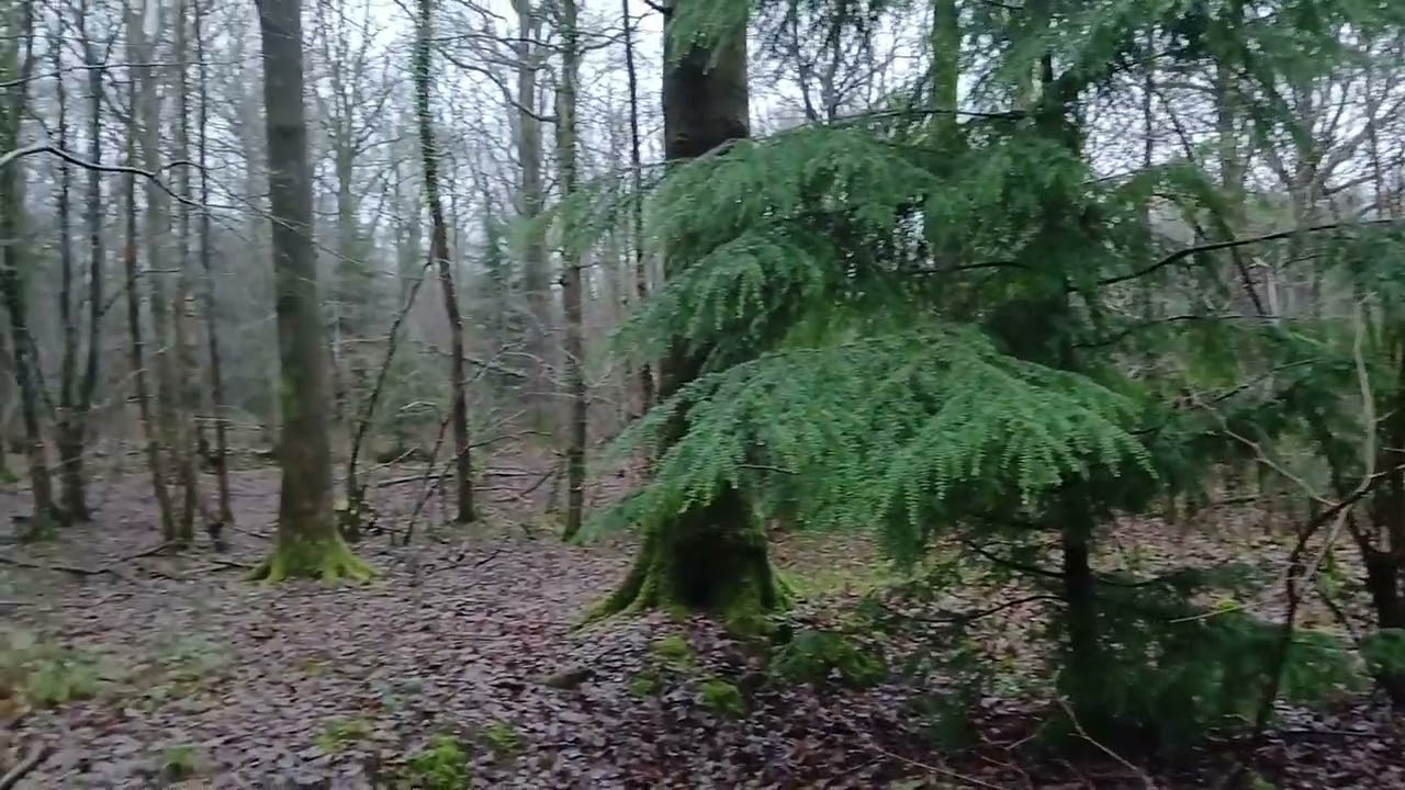 A fantastic Rainy morning in Hundred Acre Woods 