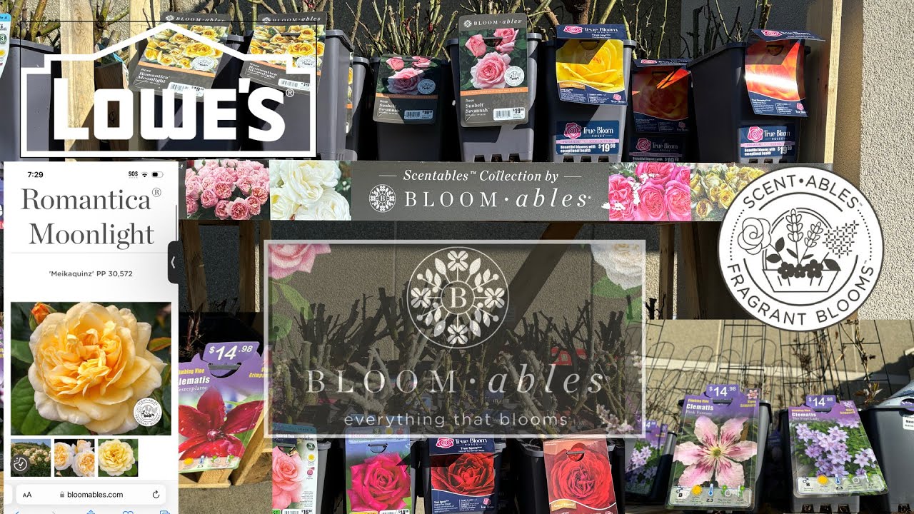 Shop Lowe’s 🌹Scentables™️Bloomables®️Collection, Clematis Vines & Rose Bushes var. Colors & Types 🏵️