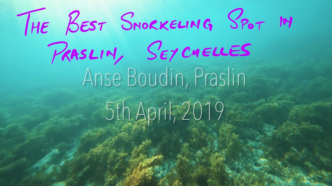 Best snorkeling spot in Praslin, Seychelles!