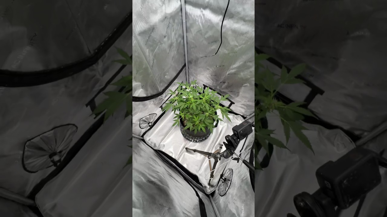 AC Infinity 3x3, EVO 3, and GSC Fast Photo run #1 #acinfinity #growyourown