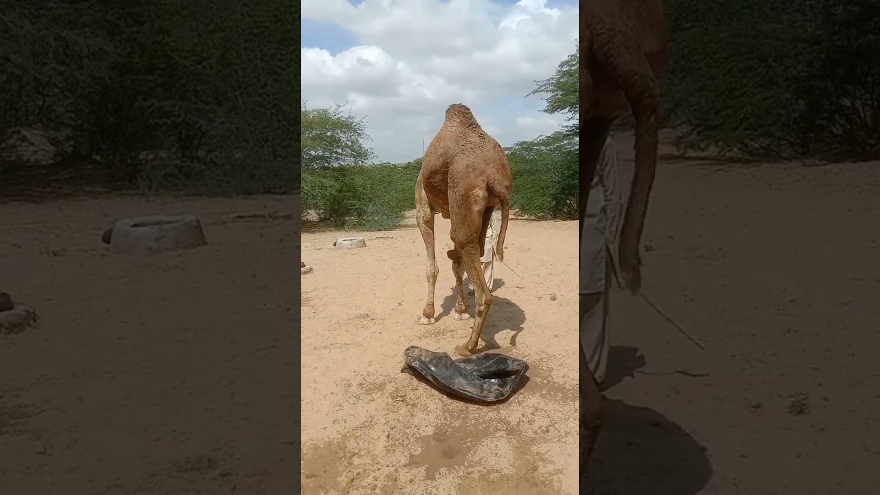 &ldquo;The Way This Camel Scratches Will Make You Smile!🐫