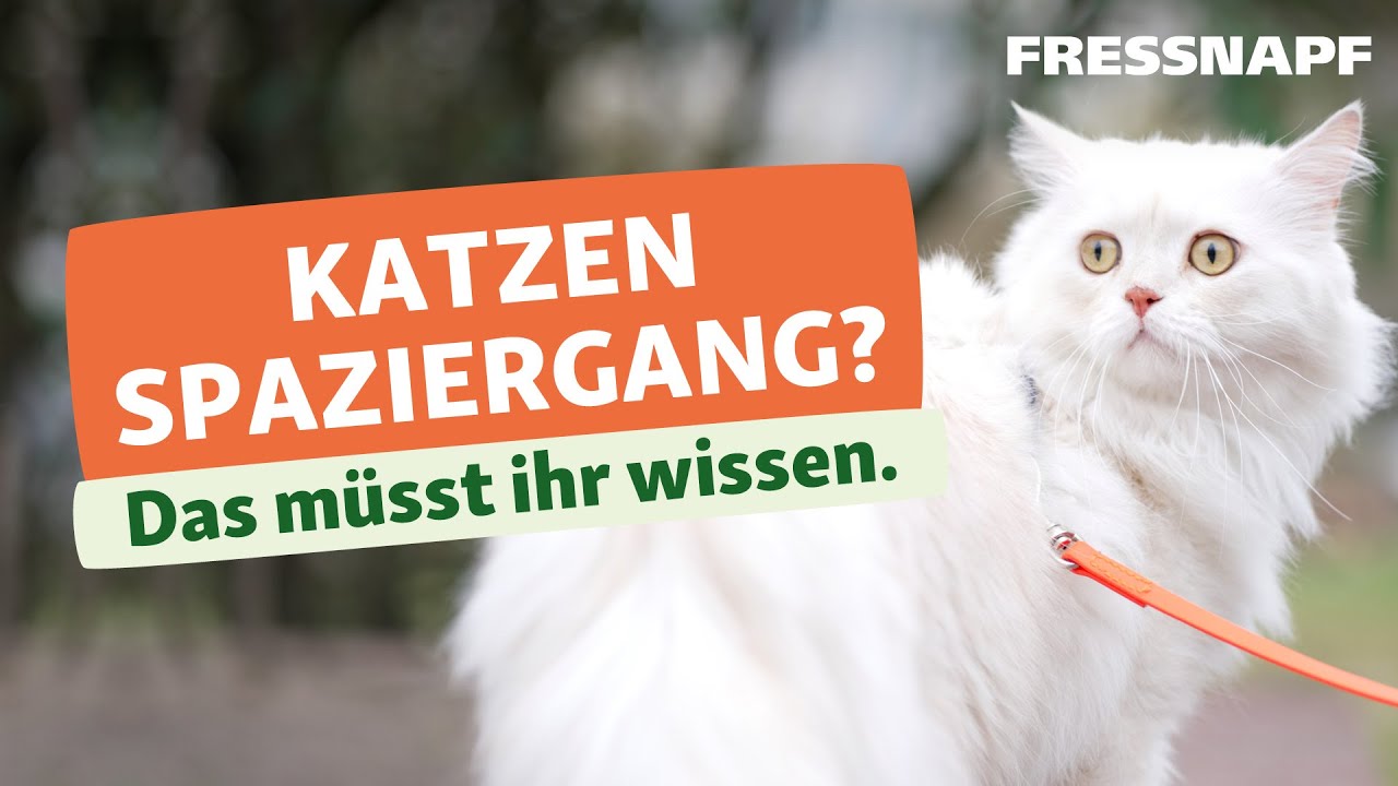 Katze Gassi gehen | Katzentraining | FRESSNAPF