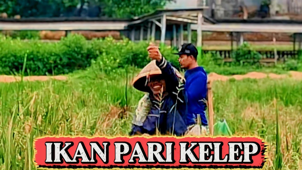 Spot jembatan biru // mancing rawa pening terbaru