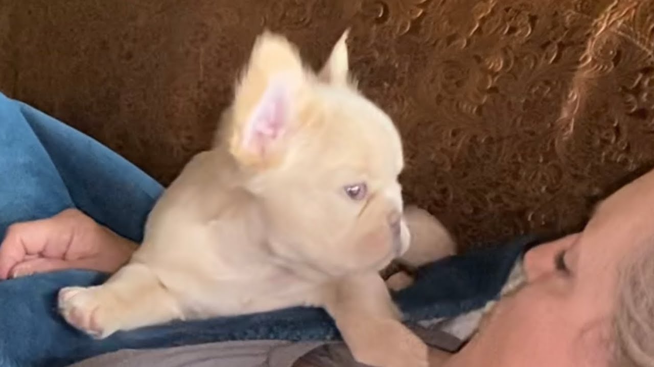 Platinum fluffy boy 9 weeks old
