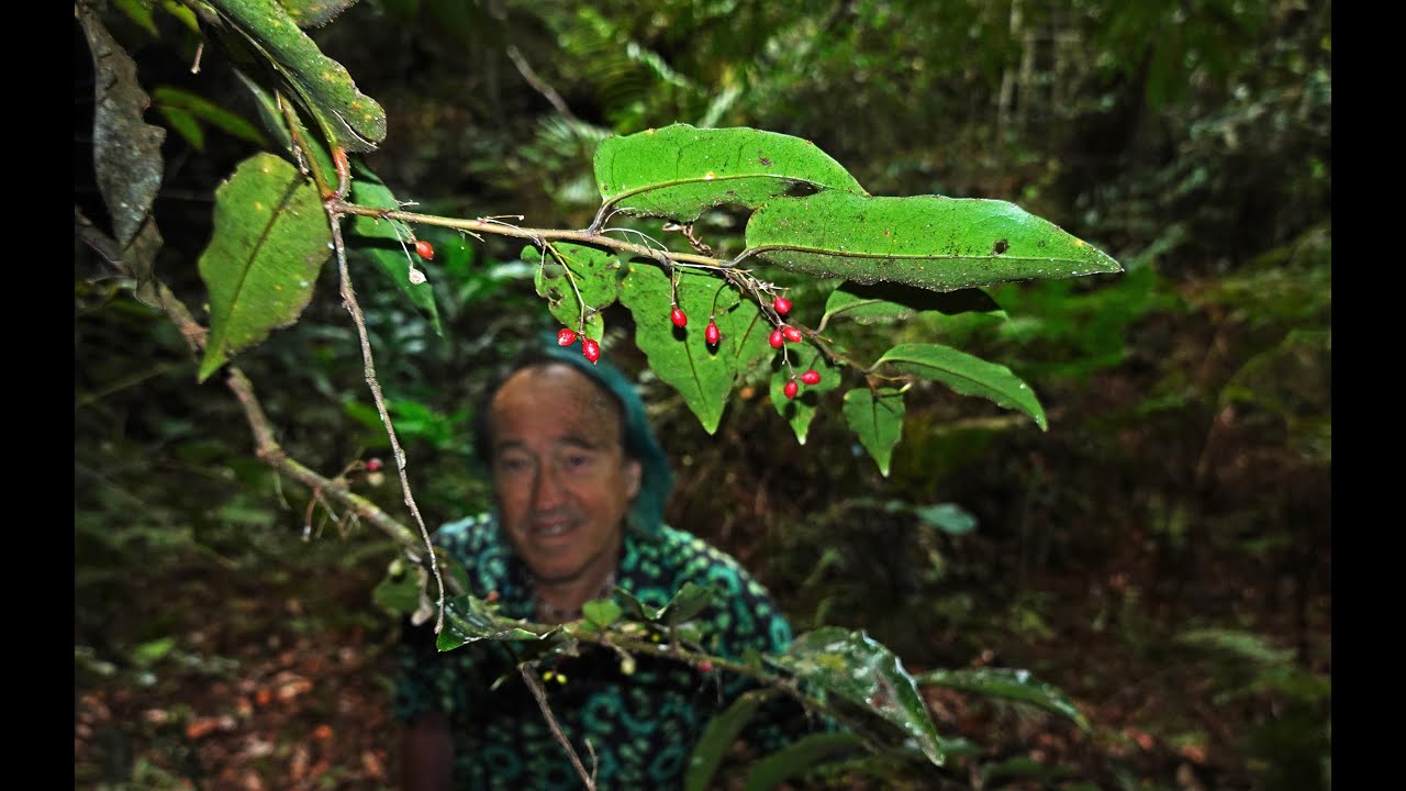PATRICK BLANC MEETS AMBORELLA IN NEW CALEDONIA