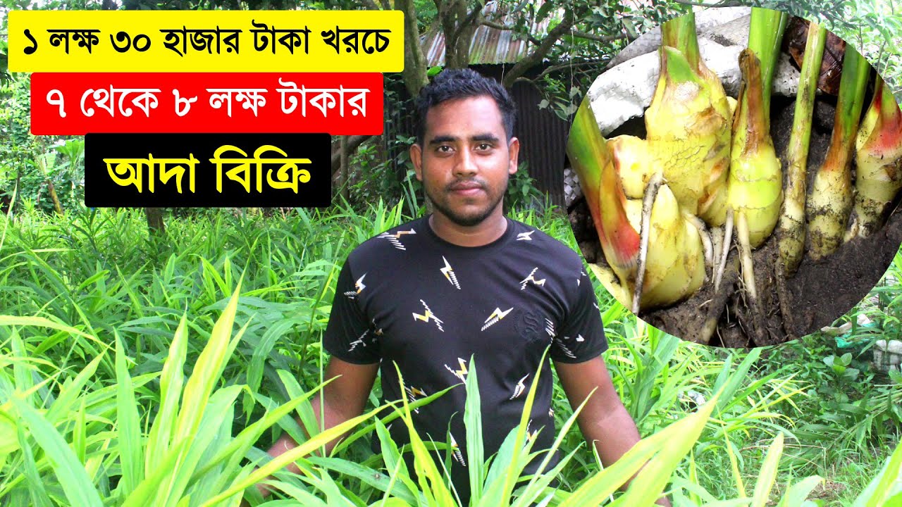 বাংলাদেশে প্রথম কম খরচে বস্তায় চায়না আদা চাষে সফল সিরাজগঞ্জ সাইফুল | Ginger Cultivation in Sacks.