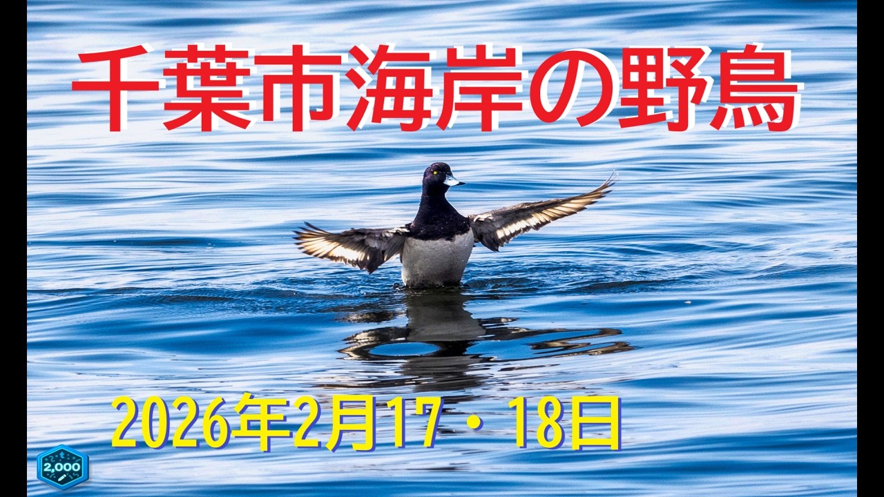 千葉市海岸の野鳥　2026年2月17・18日