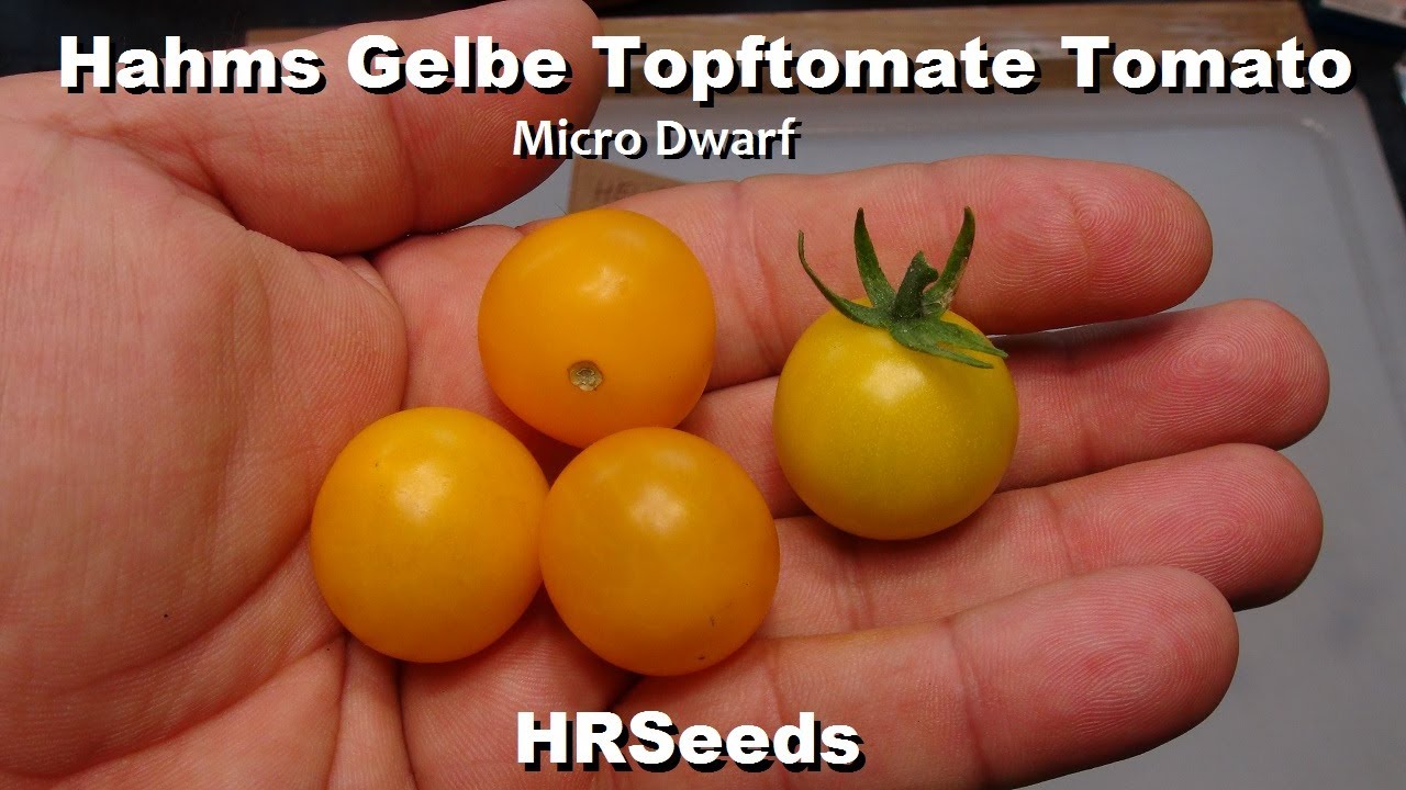 ⟹ Hahms Gelbe Topftomate Tomato | Micro Dwarf | Solanum lycopersicum | Tomato Review