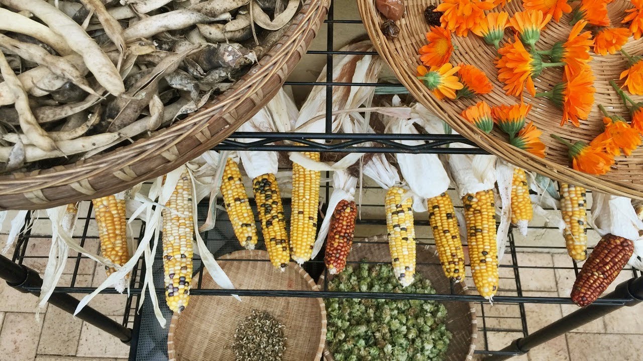 КАК: сохранить семена и создать собственный банк семян — Milkwood — пермакультура