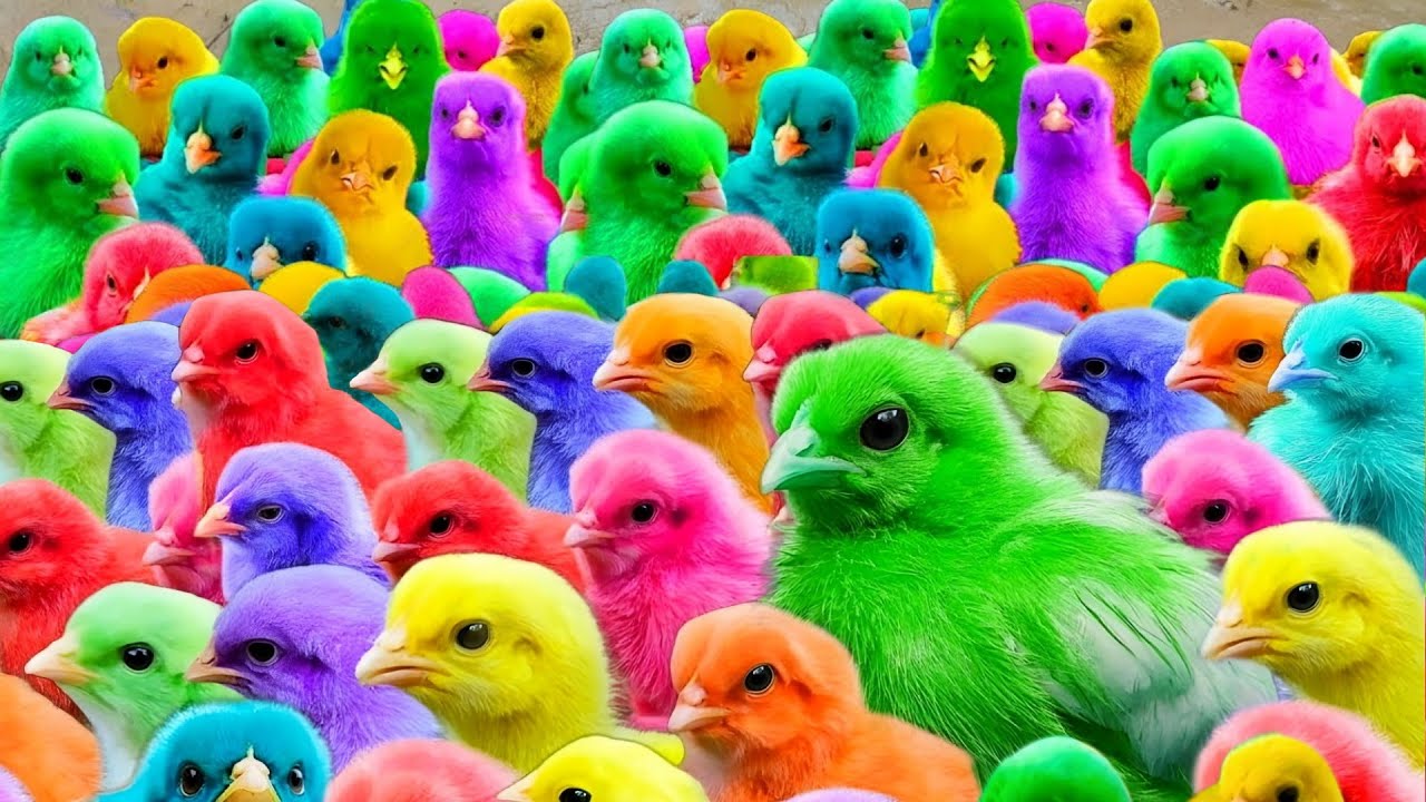 These Cute Animals Will Steal Your Heart