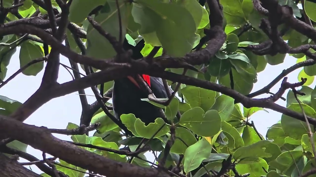 Red tail black cockatoo in the tree