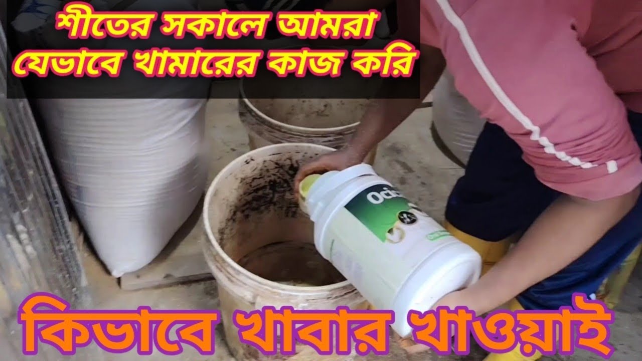 এই শীতে গাভী গরুকে যত্ন করলে সমস্যা হবে না। আমরা যেভাবে খামারের কাজ করি। 