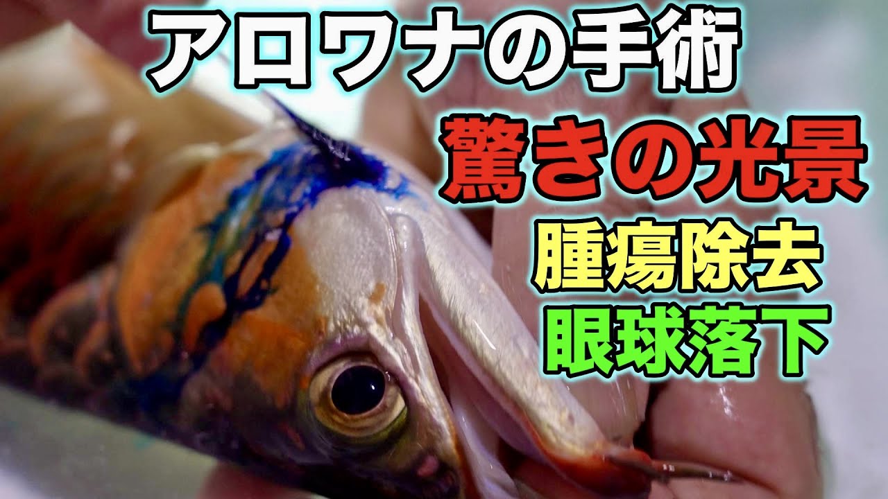 困ってる方必見　解説『アロワナ手術』　目垂れ　胸鰭欠損腫瘍　龍魚世界ポンティアナ