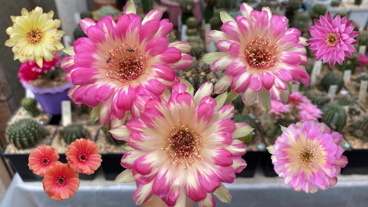 Os cactos são incríveis,vem ver essa maravilhas♥️🌵🌸#CACTOS#FLORES