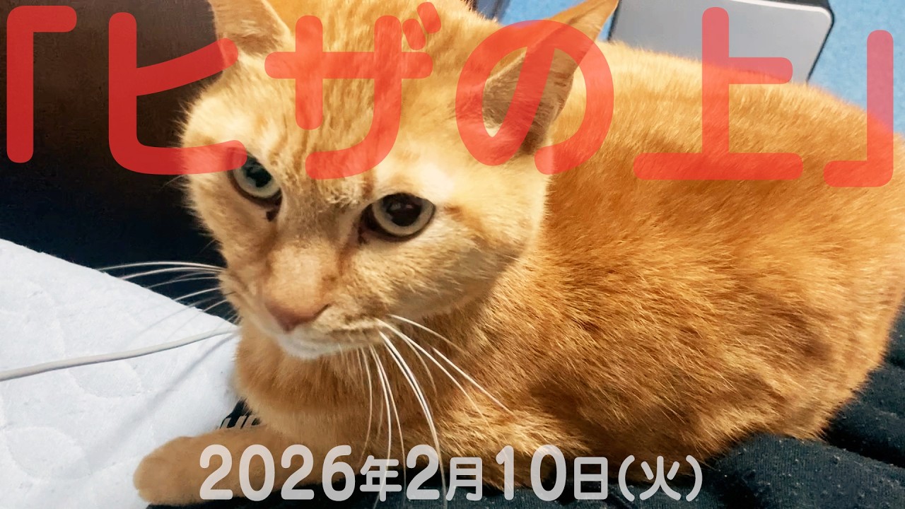 我が家の猫たち「ヒザの上」2026年2月10日(火) 