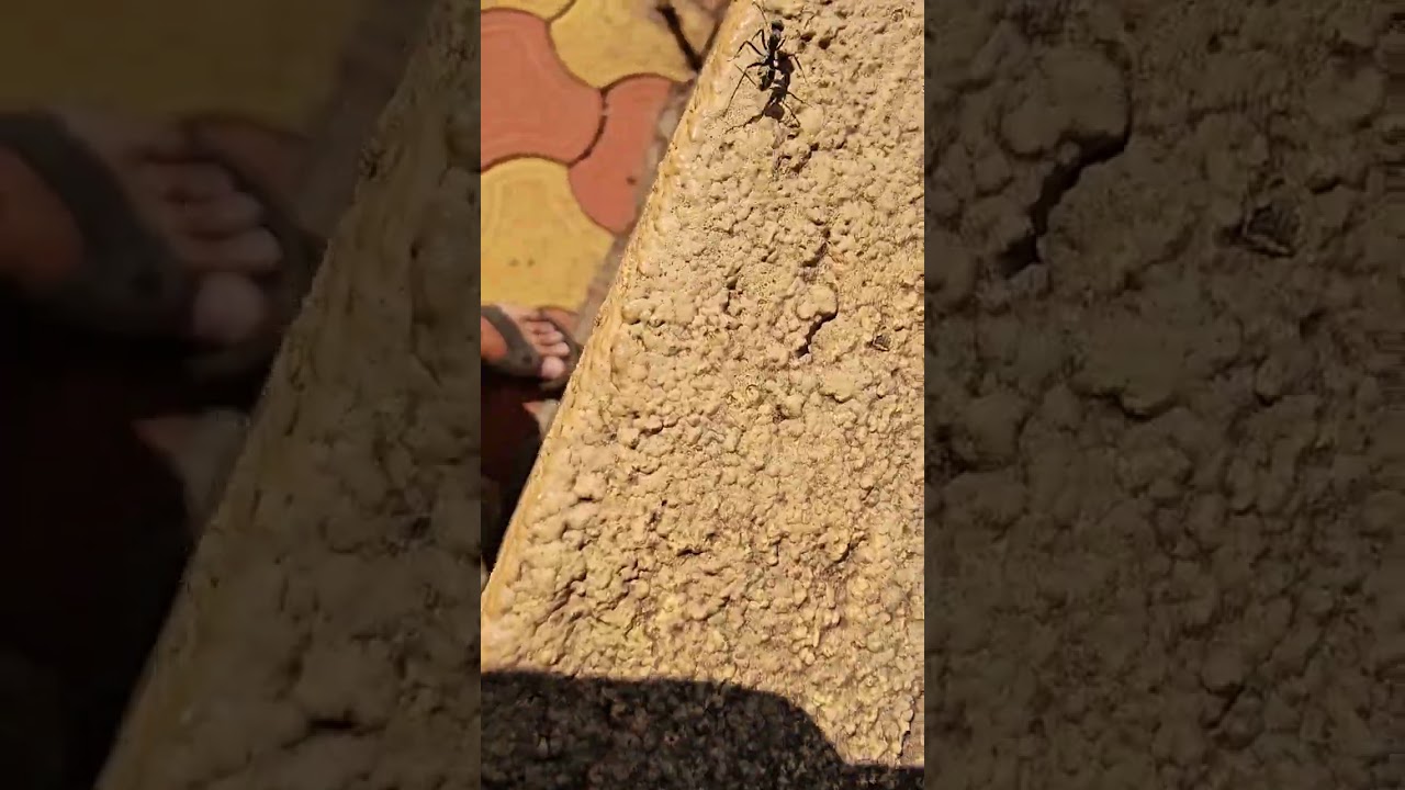 March of the carpenter ant along compound wall (1)