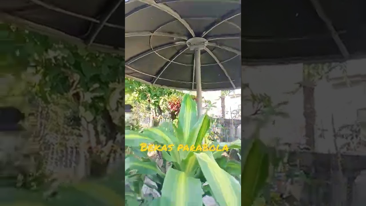 Bekas Parabola Dibuat Jadi Tenda Duduk Santai