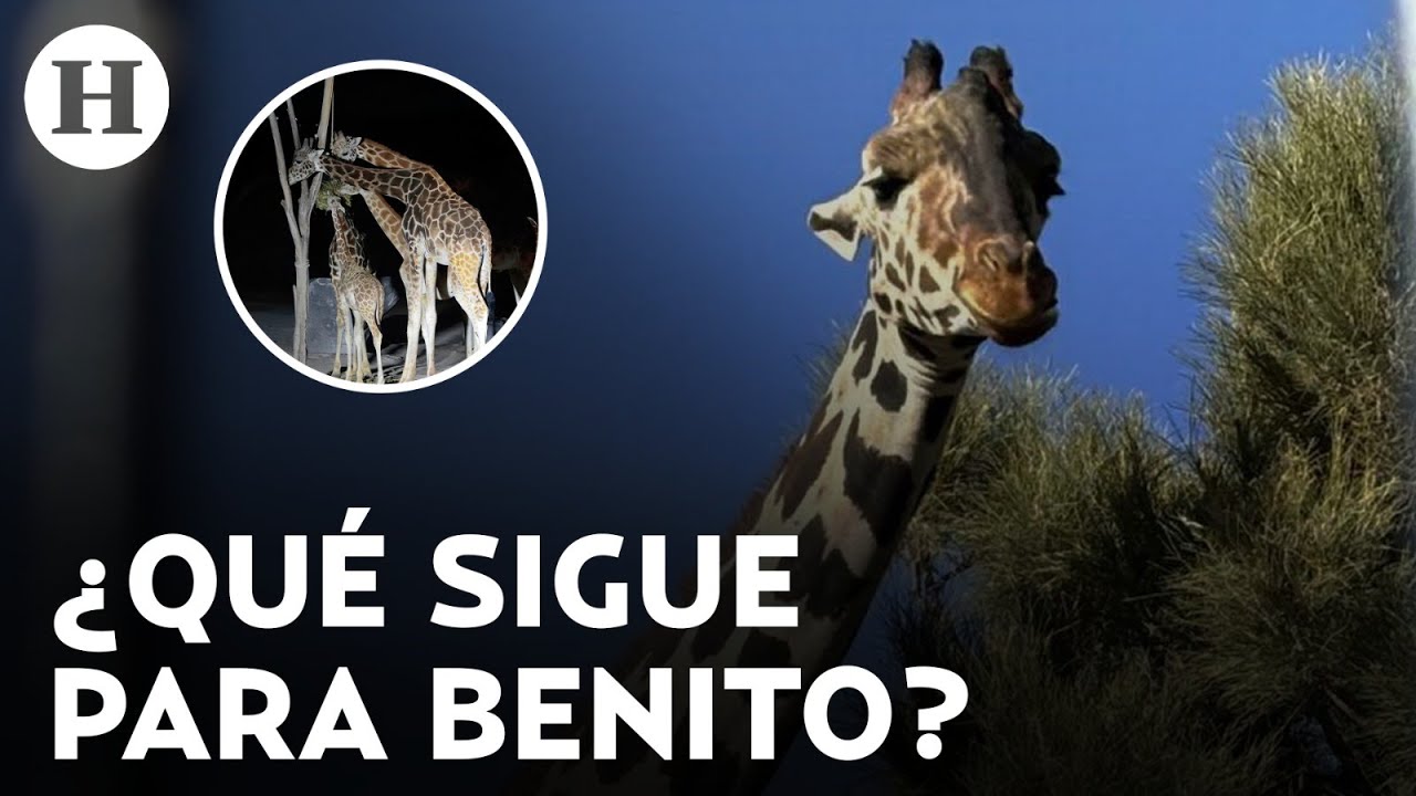 La jirafa Benito ya está en Africam Safari, en Puebla, pero ahora falta que se adapte