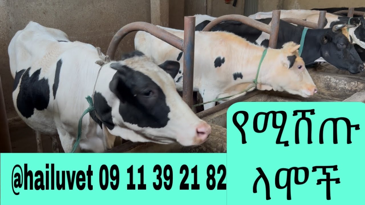 የሚታለቡ የወተት ላሞች ለሽያጭ አቅርበናል
