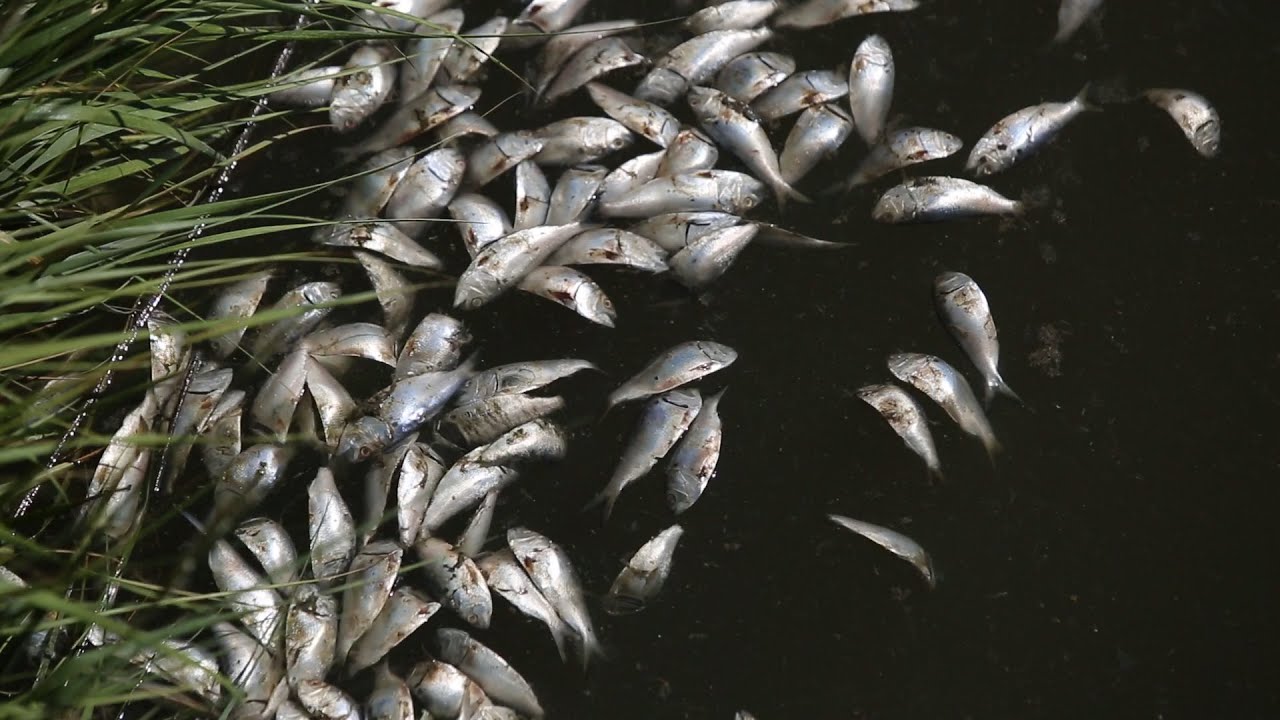 Massive fish kill makes a stink
