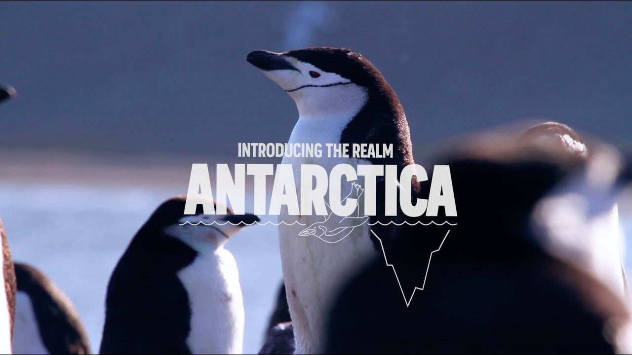 Polar Ocean - The Antarctic realm at SeaWorld Abu Dhabi