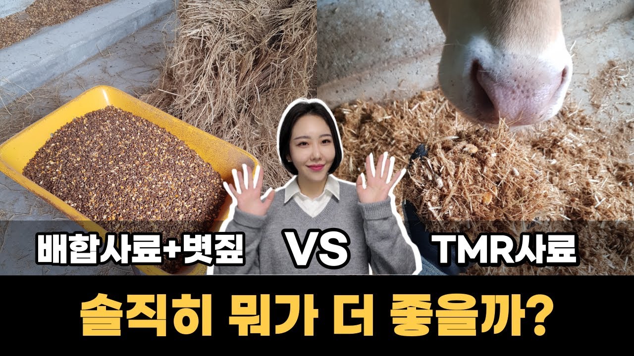 한우에게 급여했을 때 효과 (TMR사료, TMF사료란?)