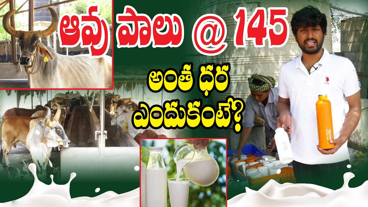 Pure Natural Cow Milk & Products || స్వచ్ఛతలో సాటిలేదు - ఆదాయానికి ఢోకా లేదు || Kalyan || 9550700020