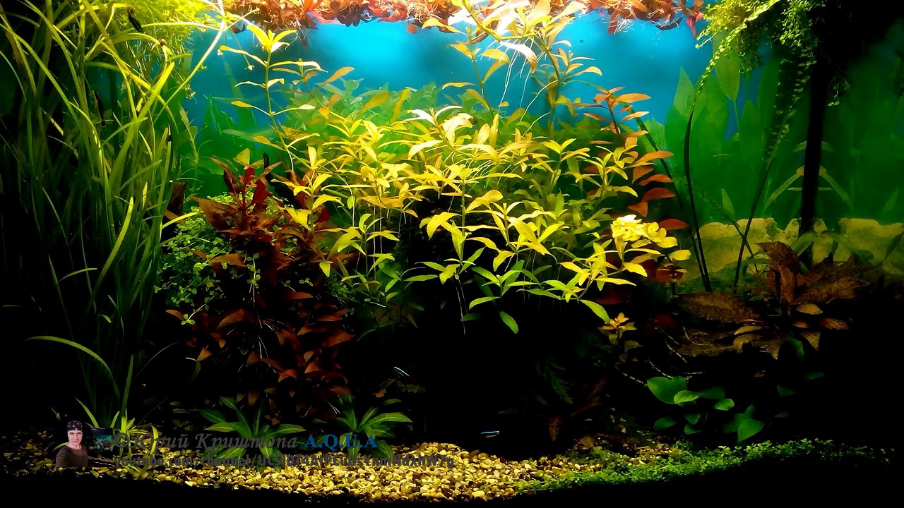 Что будет если не вносить Удобрения в Аквариум (наглядный пример). Ксенококус Водоросли в Аквариуме.