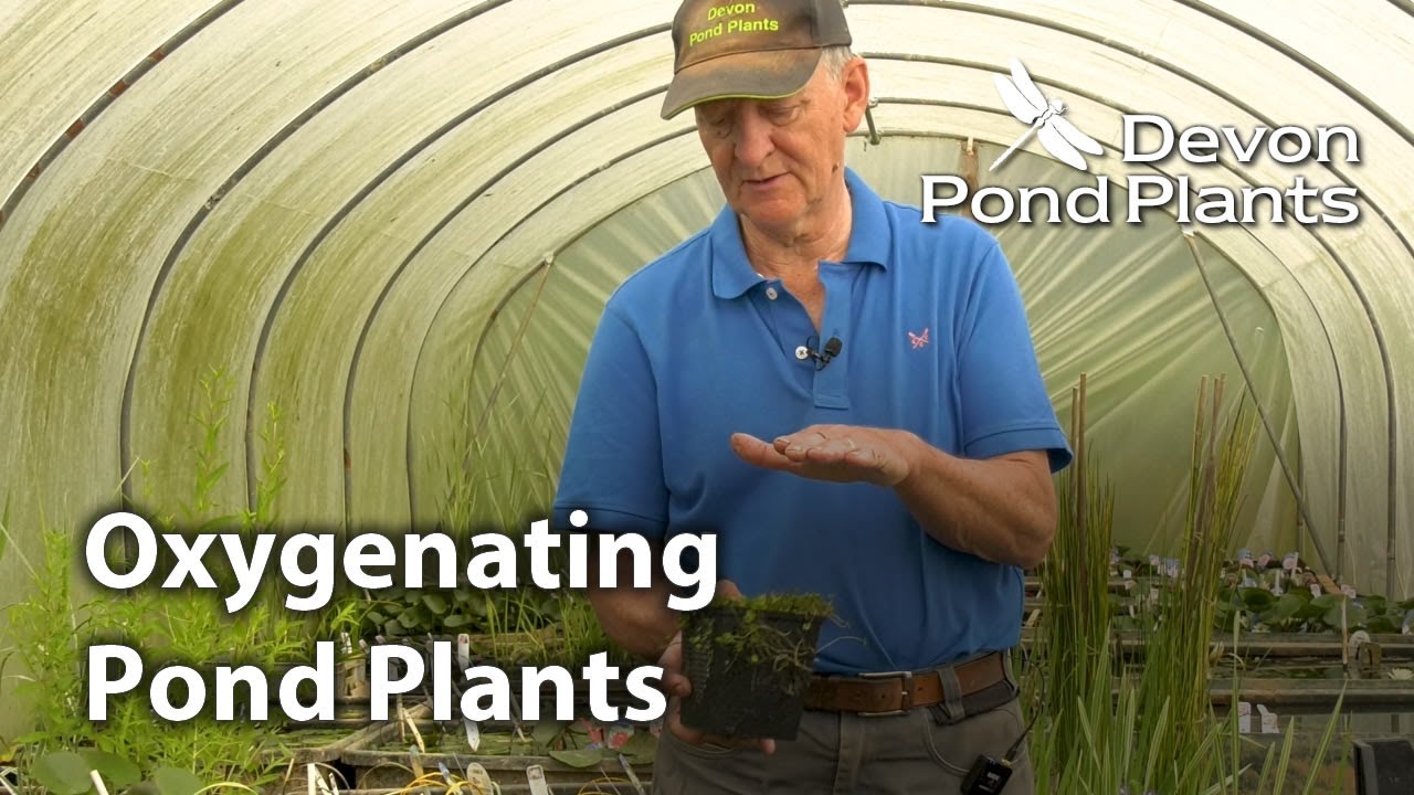 Oxygenating Pond Plants Guide - Pond Oxygenators Explained
