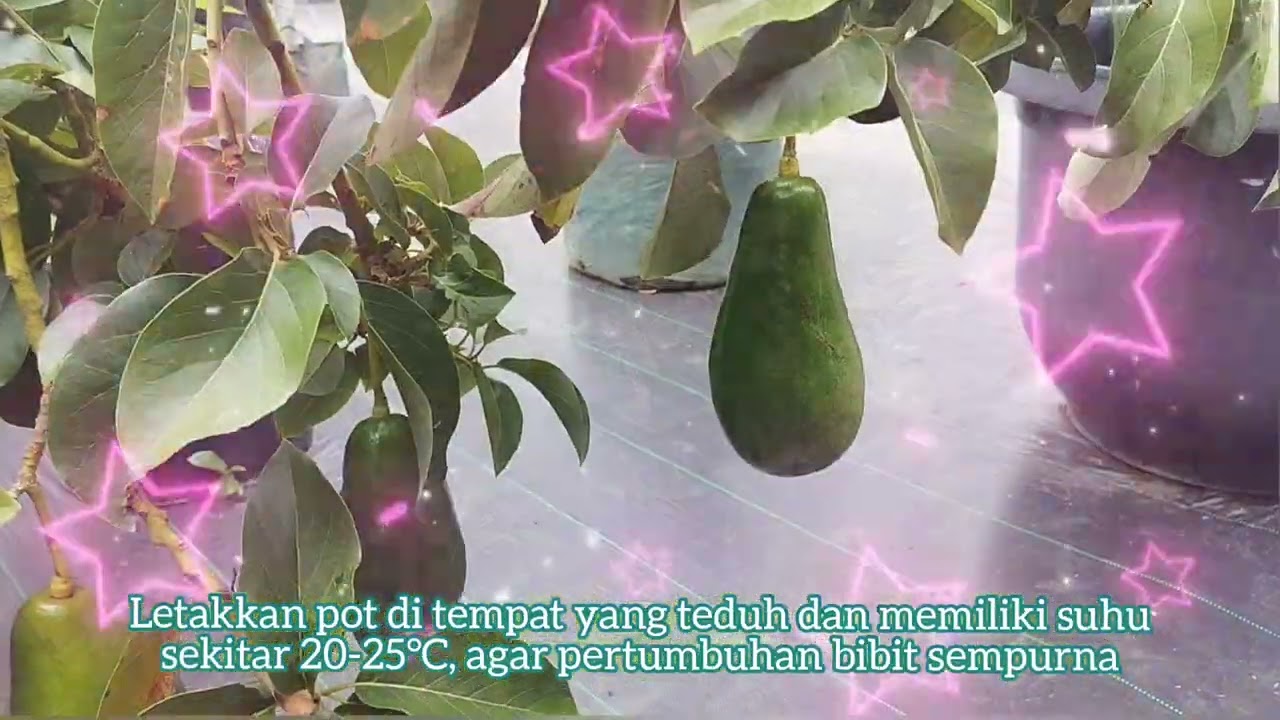Apokat, Bisa Berbuah Cepat, Asal Bibitnya Sehat dan Kuat